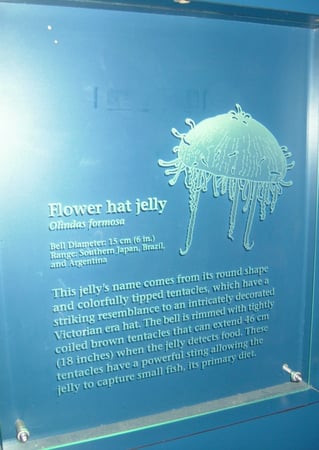 Glass Sign featuring Frosted Glass Design Etched Glass by Sans Soucie Art Glass with Custom Oceanic Design Long Beach Aquarium Sea Life 