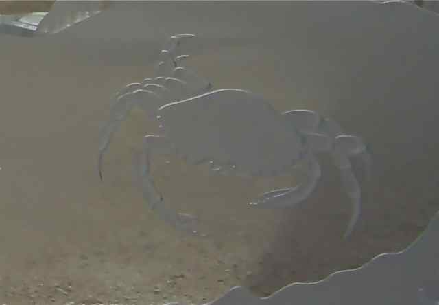 etched glass crab