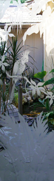 Cockatoo in Paradise