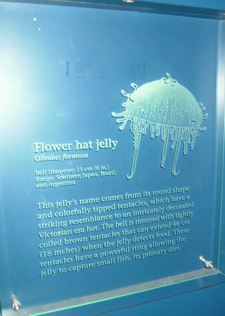 Long Beach Aquarium Sea Life