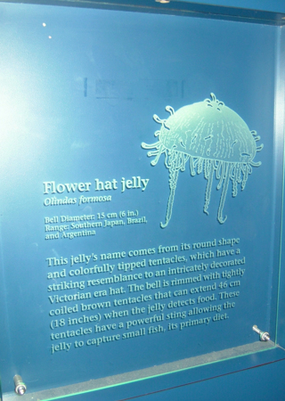 Glass Sign featuring Frosted Glass Design Etched Glass by Sans Soucie Art Glass with Custom Oceanic Design Long Beach Aquarium Sea Life 
