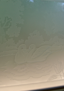 Wading Swans