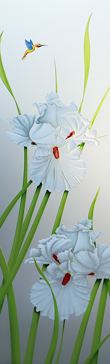 Iris Hummingbird II