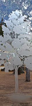Interior Insert with a Frosted Glass Maple Trees Design for Semi-Private by Sans Soucie Art Glass