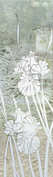 Iris Hummingbird II