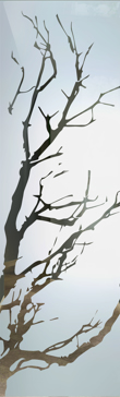 Tree Branches
