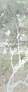 Wild Cherry