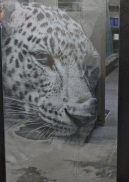 Window with Frosted Glass Wildlife Leopard Design by Sans Soucie