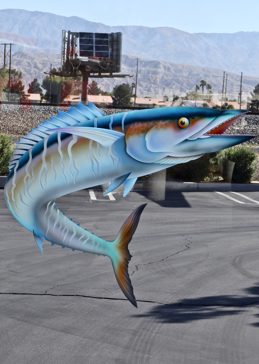 Barracuda
